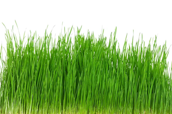 Weizengras — Stockfoto