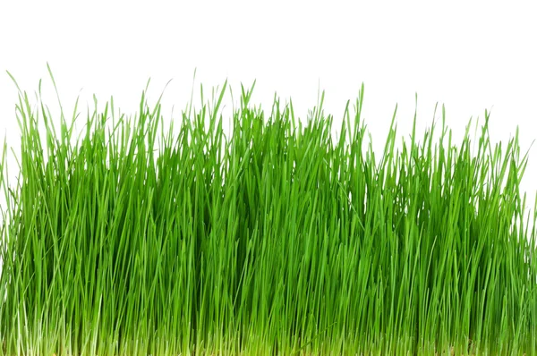 Wheat grass — Stock Photo, Image