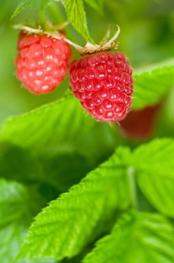 Raspberries clipart