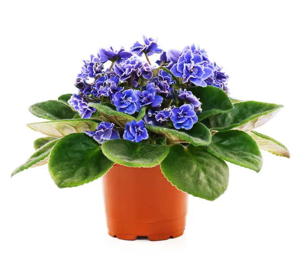 Blossoming violets — Stock Photo, Image