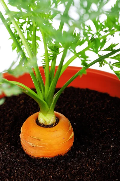 Морковь в пластиковом горшке — стоковое фото