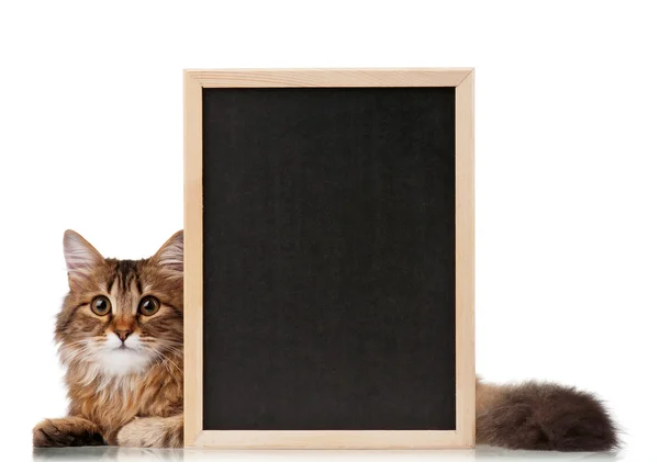 stock image Cat with blackboard