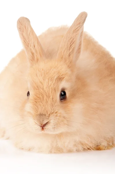 Ładny królik — Zdjęcie stockowe