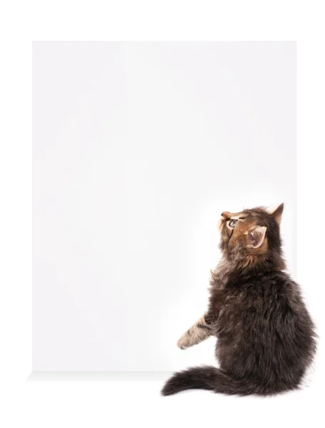 Kitten with blank — Stock Photo, Image