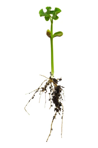 Растение с корнями — стоковое фото