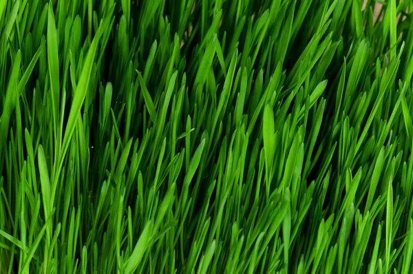 Wheat grass — Stock Photo, Image