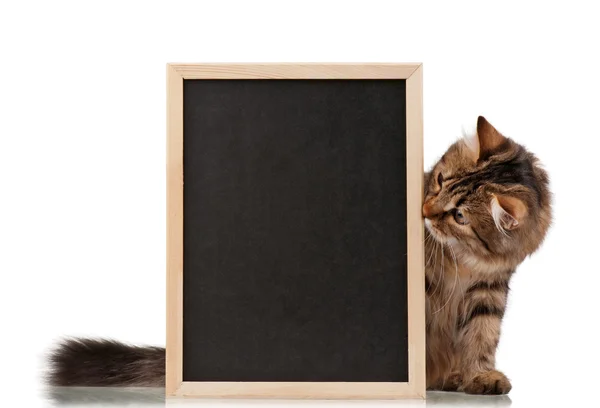 Katt med svart tavla — Stockfoto