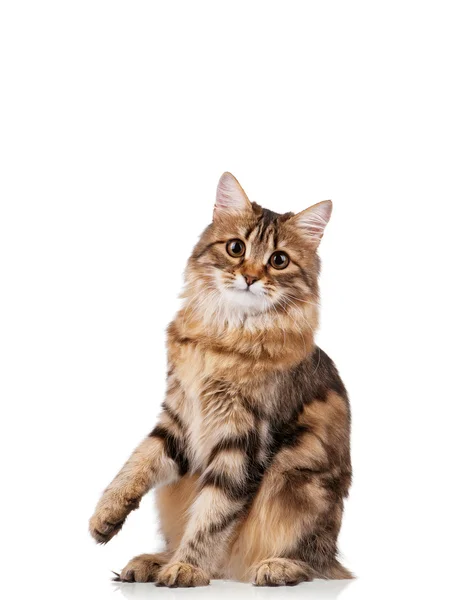 แมวน่ารัก — ภาพถ่ายสต็อก
