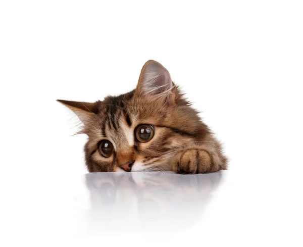 Pisică drăguță — Fotografie, imagine de stoc