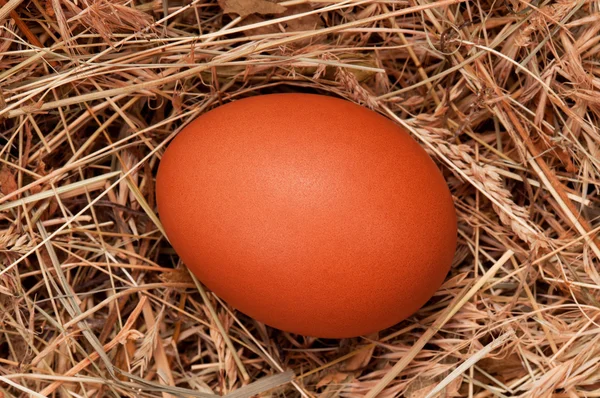 Ägg i boet — Stockfoto