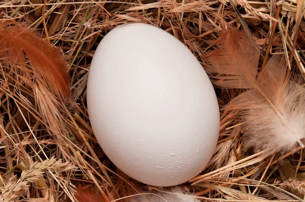 Яйца в гнезде — стоковое фото