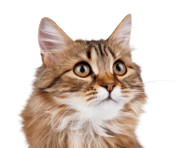 Portret van kat — Stockfoto