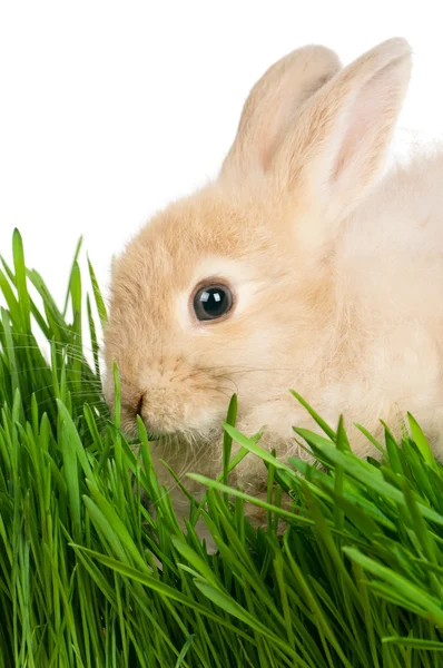 Kanin i gräs — Stockfoto