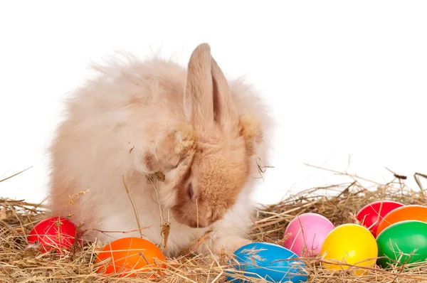 Králík s velikonoční vajíčka — Stock fotografie