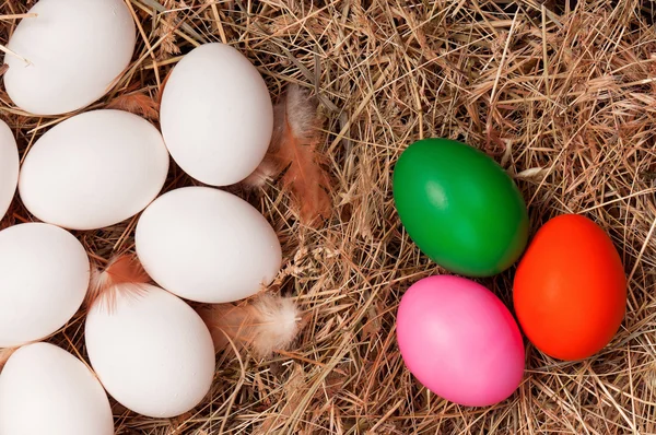 Eieren in nest — Stockfoto