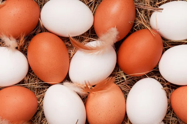 Eier im Nest — Stockfoto
