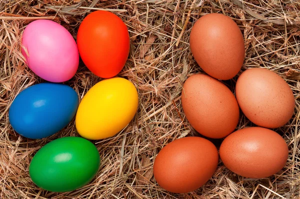 Eggs in nest — Stock Photo, Image