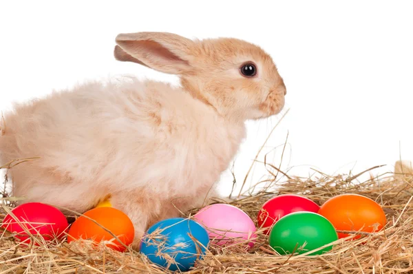 Coniglio con uova di Pasqua — Foto Stock