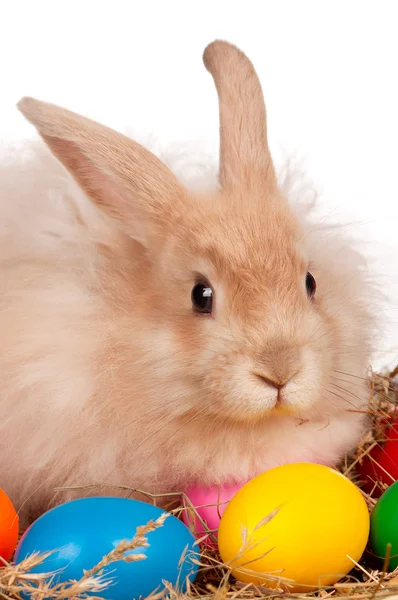 复活节彩蛋兔 — 图库照片
