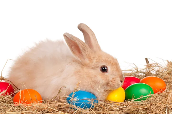 Rabbit with Easter eggs — Stock Photo, Image