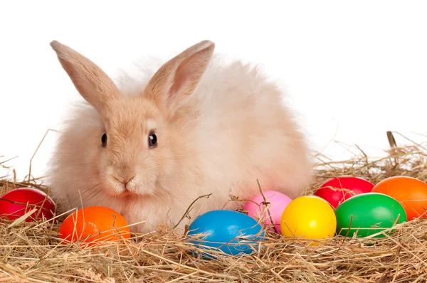 Rabbit with Easter eggs — Stock Photo, Image
