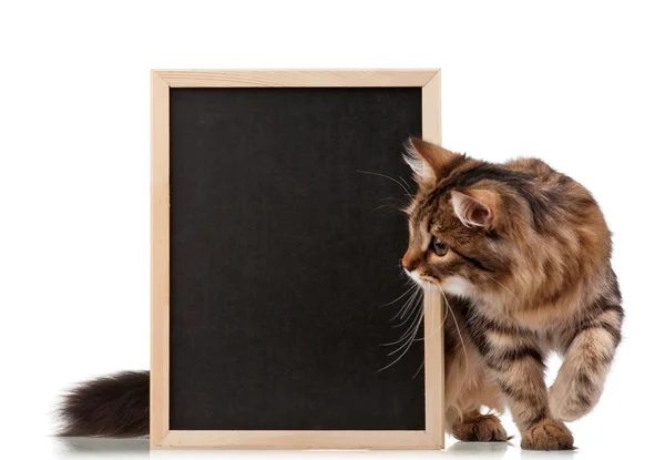 Kočka s tabule — Stock fotografie