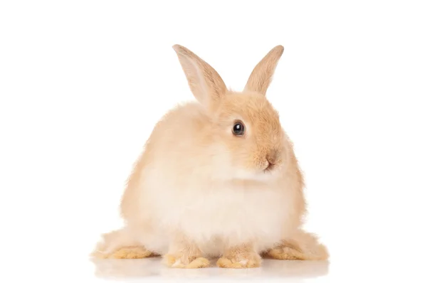 Niedliches Kaninchen — Stockfoto