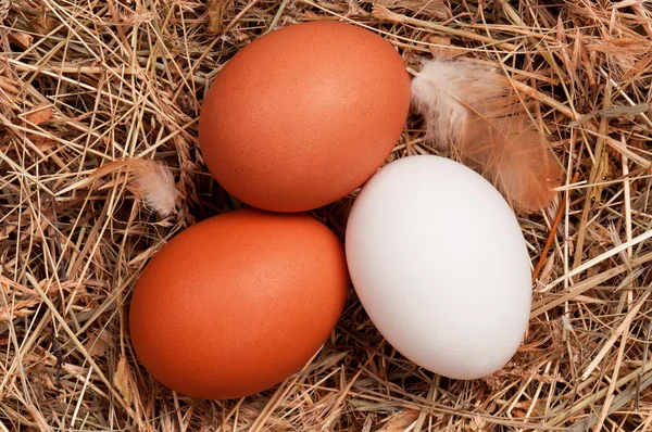 巣の中の卵 — ストック写真