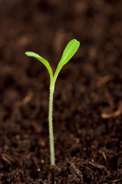 Gröna plantor — Stockfoto