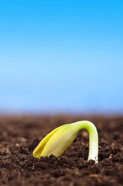 stock image Green seedling