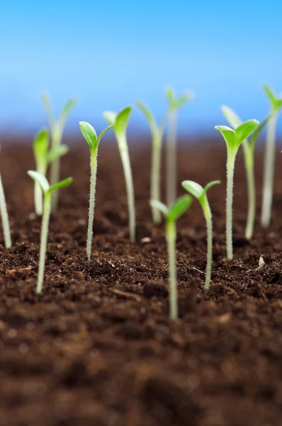 Gröna plantor — Stockfoto