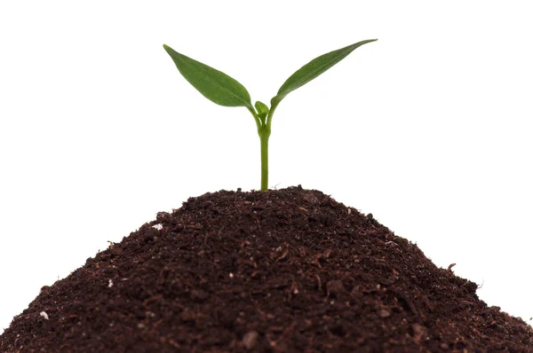 Green seedling — Stock Photo, Image