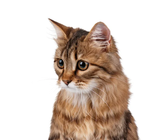 Portrait of cat — Stock Photo, Image