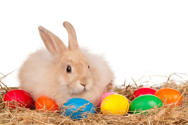 Coniglio con uova di Pasqua — Foto Stock