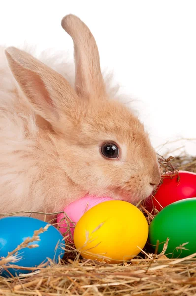 复活节彩蛋兔 — 图库照片