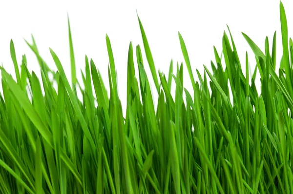 Пшеничная трава — стоковое фото