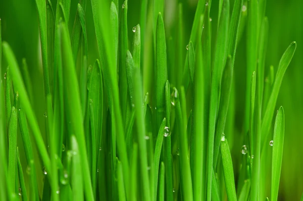 Weizengras — Stockfoto