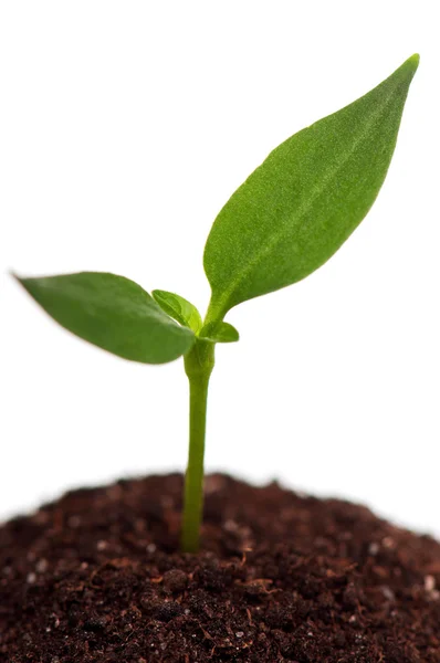 Green seedling Stock Image