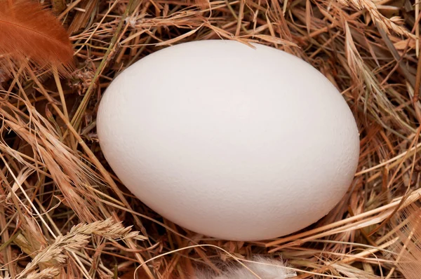 Ovos em ninho — Fotografia de Stock