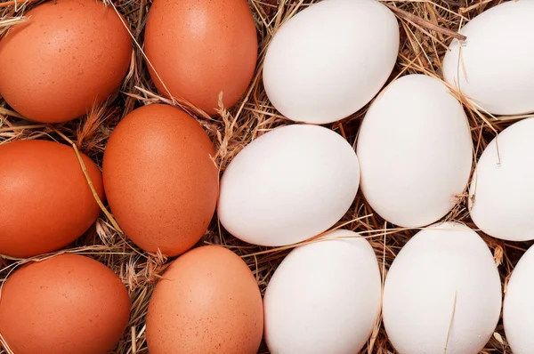 Eier im Nest — Stockfoto