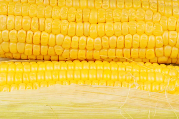Fresh corn — Stock Photo, Image