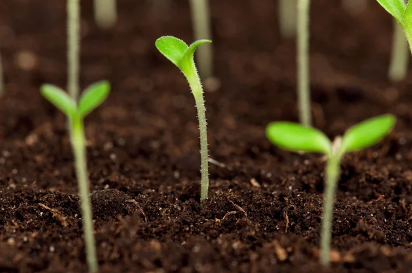 Gröna plantor — Stockfoto