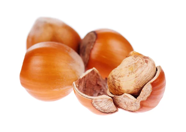 Stock image Hazelnut