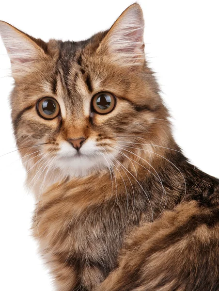 Portrait of cat — Stock Photo, Image