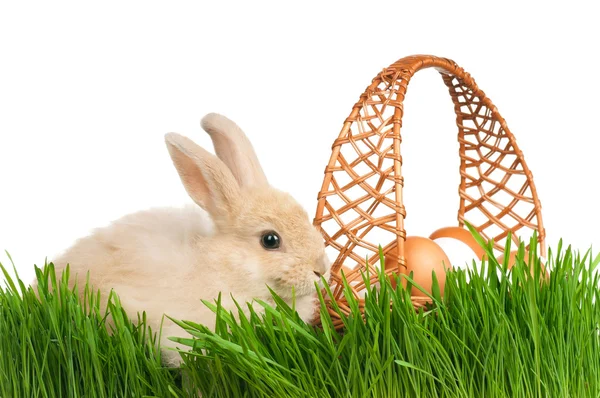 Kaninchen im Gras — Stockfoto