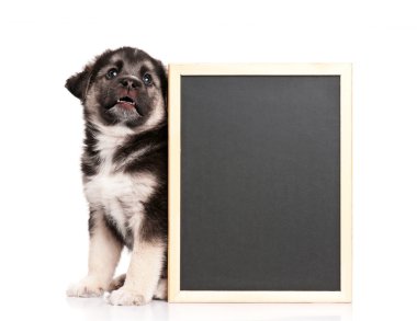 blackboard ile köpek yavrusu