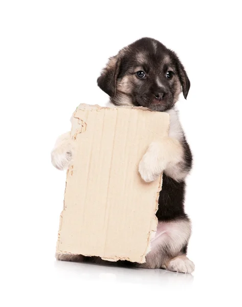 Cachorro con papel — Foto de Stock