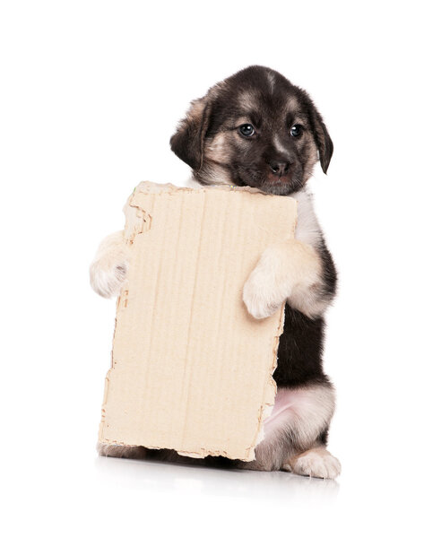 Puppy with paper