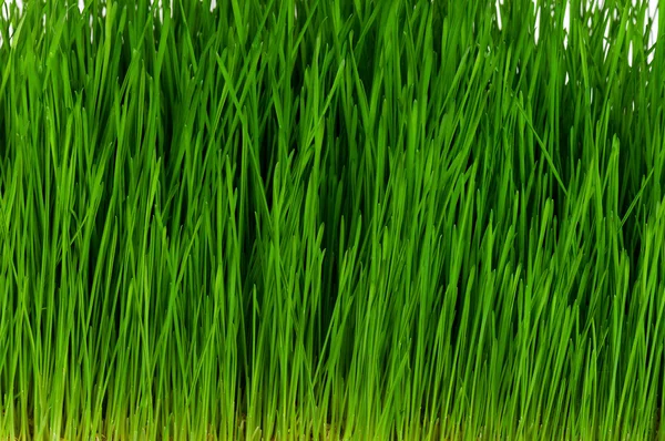 小麦草 — 图库照片