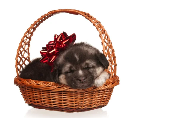 Cute puppy — Stock Photo, Image